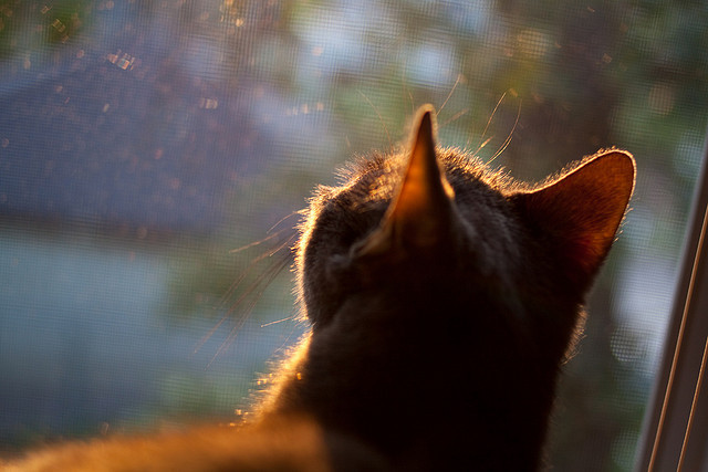 那不勒斯边路突破速度提升创造机会，那不勒斯前瞻