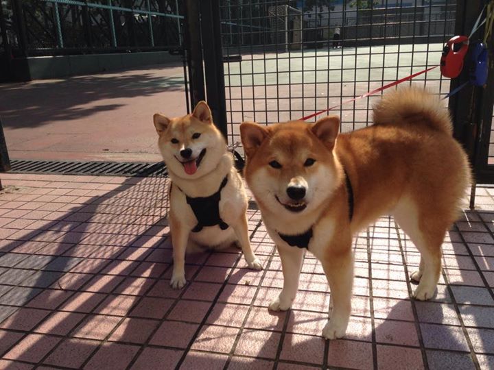 乐鱼vip-乌干达男篮在非洲预赛中奋勇前行，迈出新里程碑，乌干达nba