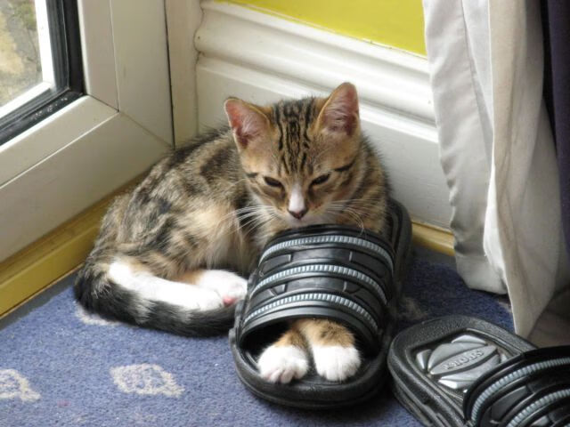 乐鱼电竞在线平台-塔特的传球与球场视野为袋鼠队带来更多的进攻机会