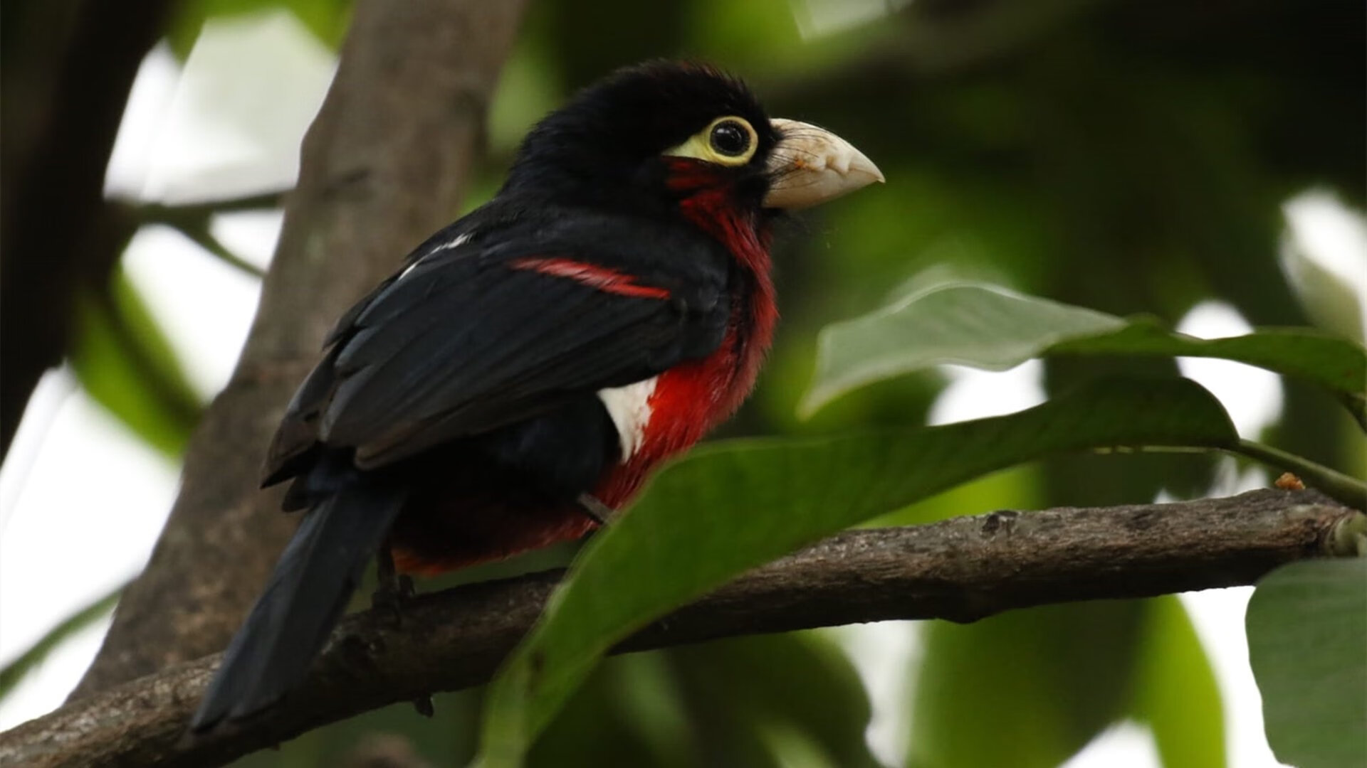 女篮集训营强化身体对抗力备战国际大赛任务,女篮集训队