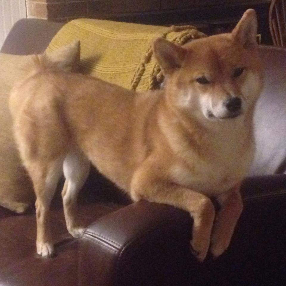 乐鱼娱乐app-朱婷带伤完成比赛女排世界杯，朱婷横空出世影响女排