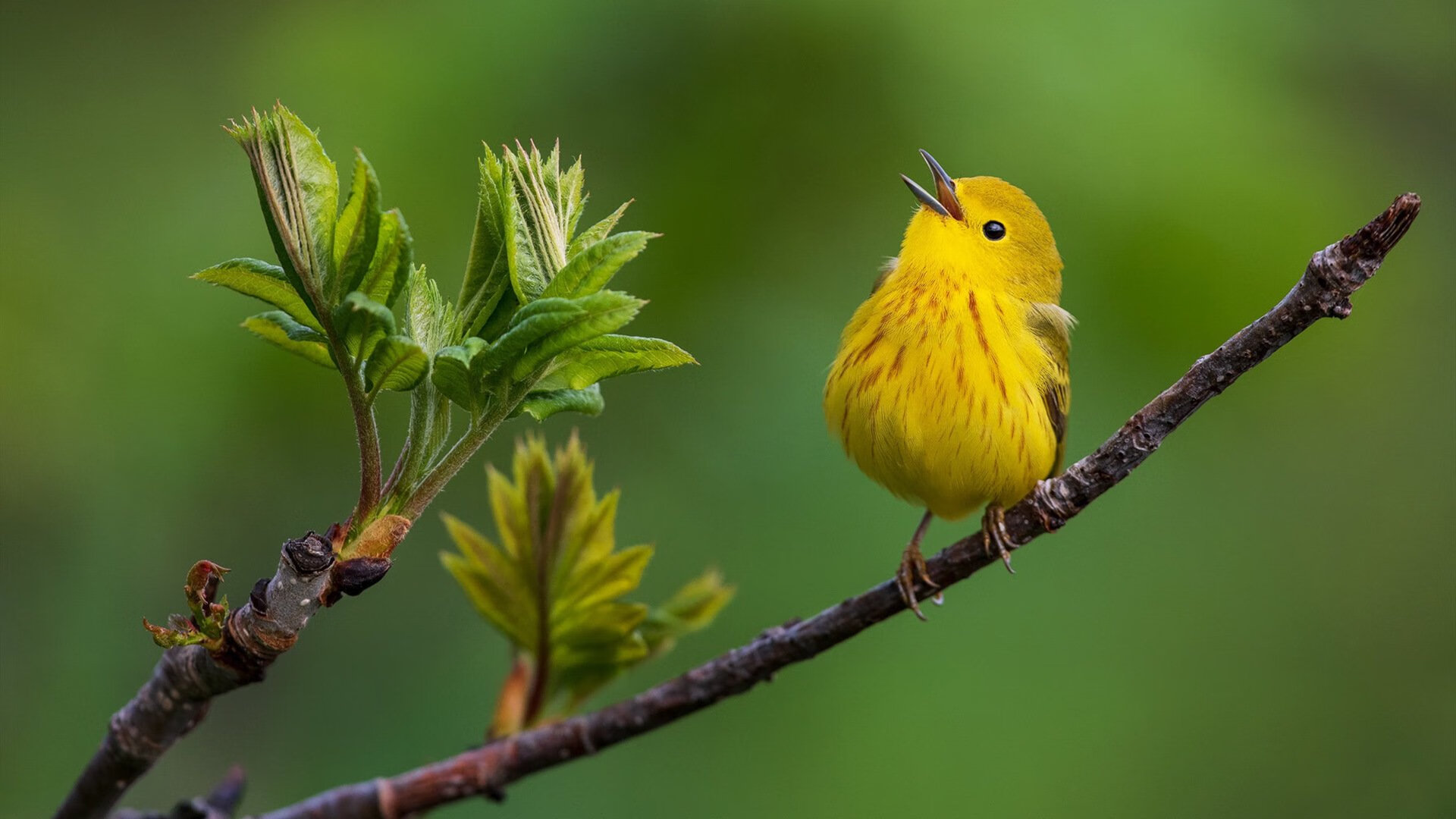 Leyu Sport下载-法甲未来之星：新星闪耀，未来可期！，faf未来之星