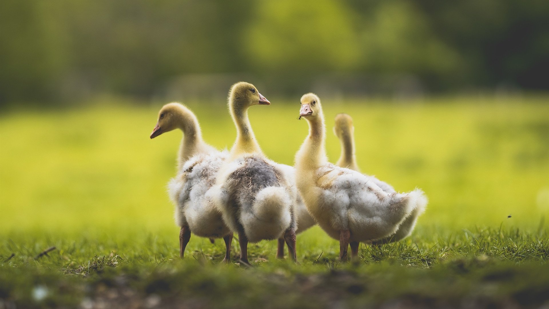 男队伤病频发 影响发展节奏，男篮伤病名单