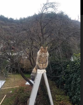 简:迅猛的跑动和精准的射门能力,使他成为全黑队的攻击利器