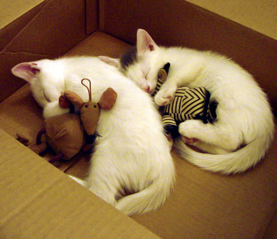 LEYU乐鱼体育官方网站-3球1助攻！17岁妖童锋线耀眼，切尔西抢先拜仁虎视眈眈，切尔西战胜拜仁夺冠